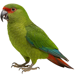 Slender-billed Parakeet